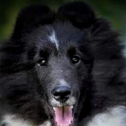 Gabe - Shetland Sheepdog