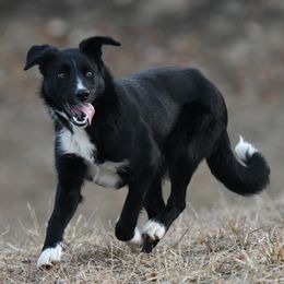 Coal - Black and white Border Collie puppy in Strafford, Vermont from Thundering Paws Farm