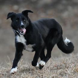 Coal - Black and white Border Collie puppy in Strafford, Vermont from Thundering Paws Farm