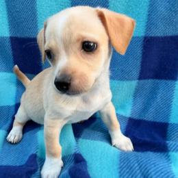 Thing 1 - Fawn male Chihuahua puppy in Palm Coast, Florida from Fiesta Pups