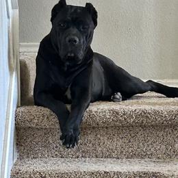 Cane Corso All Grown Up from Majestic Pride Cane Corso LLC