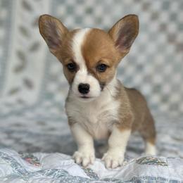Riley - Red female Pembroke Welsh Corgi puppy in Hope, Arkansas from Foxy Knoll Farm