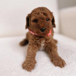Poodle Puppies from Bruno & Co. Puppies