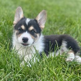 Snip - Black and tan male Pembroke Welsh Corgi puppy in Weston, Idaho from Rubys Corgis
