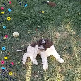 Lagotto Romagnolo Puppies from Crescendo Lagotto Romagnolos