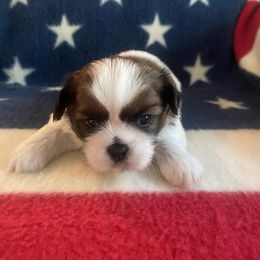 Boy 2 - Tricolor Shih Tzu puppy in Wooster, Ohio from Mending Hearts Shih Tzu's