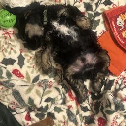 Meatball - Black and tan male Cocker Spaniel puppy in Cincinnati, Ohio from Abundance of Joy LLC Cocker Spaniels