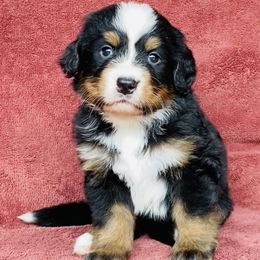 Purple Collar Female - Black rust and white female Bernese Mountain Dog puppy in Bristol, Tennessee from Holston Hollow Farm