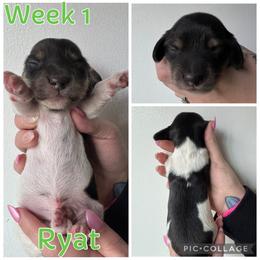 Ryat - Piebald male Dachshund puppy in Michigan from M.H.P Dachshunds