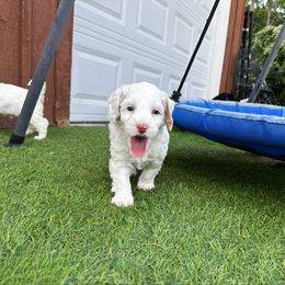 EmmyLou - Caramel ice female Australian Labradoodle puppy in Wamego, Kansas from Doodles of Oz