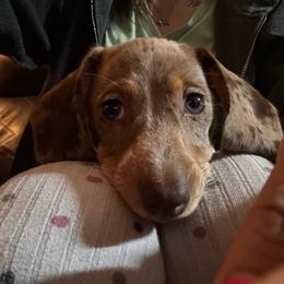 Honey Bee - Dapple female Dachshund puppy in Ben Wheeler, Texas from P&P Dachshunds