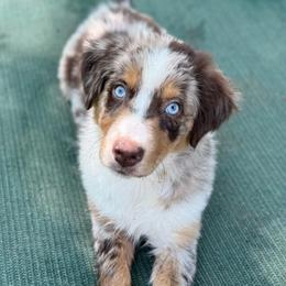 Sangria - Red merle female Australian Shepherd puppy in Fredericksburg, Virginia from Cooper Ridge Aussies