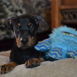 Doberman Pinscher Puppies from Obsidian Kennels
