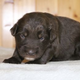 Abanai - Red tri-color female Australian Shepherd puppy in Macon, Georgia from Shaina’s Shepherds