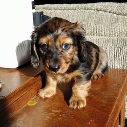 Chihuahuas and Dachshunds from Susie'q's Dachshunds and Chihuahuas