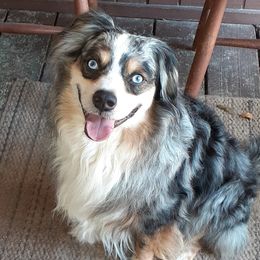 Miniature Australian Shepherd All Grown Up from Dog Father Kennels