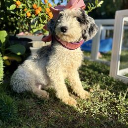 Journie - Bernedoodle