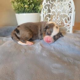 Dakota - Blue merle female Bernedoodle puppy in Eagle Mountain, Utah from Fur Real Puppies.