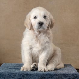 Orion - Red Collar - Light golden male Golden Retriever puppy in Germantown, Ohio from Doodle Patch Farm
