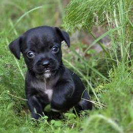 Zeus - Black male Chihuahua puppy in East Camden, Arkansas from RoyAl