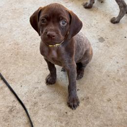 German Shorthaired Pointer Puppies from H & J Farms