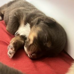 Australian Shepherd Puppies from Dream E River Ranch
