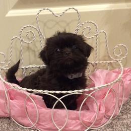 Boxer and Shih Tzu Puppies from Tess Busch