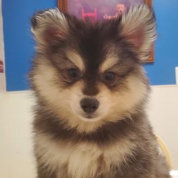 Pomskies from Hampton Shores Pomsky