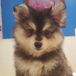 Pomskies from Hampton Shores Pomsky