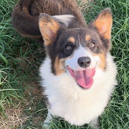 Pembroke Welsh Corgis from Stilrein