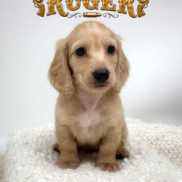 Ruger - Cream male Dachshund puppy in Wylie, Texas from Lawson's Kennel