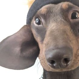 Bodhi - Dachshund