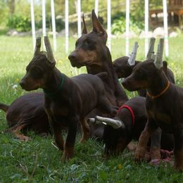 Doberman Pinscher Puppies from Laurel Vail