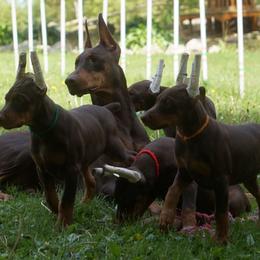 Doberman Pinscher Puppies from Laurel Vail