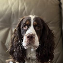 Abby - English Springer Spaniel