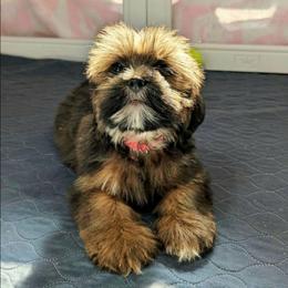 Nelson - Brown male Lhasa Apso puppy in Jefferson, New York from Absolute Lhasa Love
