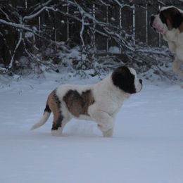 Saint Bernard Puppies from Dementhon Saint Bernards