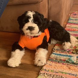 Portuguese Water Dog Puppies from Prestige Portuguese Water Dogs