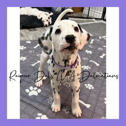 Dalmatian Puppies from Rainier DALS LUA Dalmatians of Washington