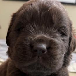 Rosie Purple Female - Brown female Newfoundland puppy in Pottstown, Pennsylvania from Latin of Course Newfoundlands