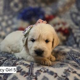 Lacy Girl 5 - Light golden female Golden Retriever puppy in Niles, Michigan from Family Raised Goldens