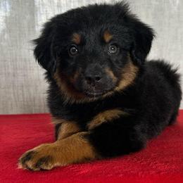 Alice - Black tri female Miniature Australian Shepherd puppy in Sulphur, Louisiana from Triple J Aussies and Corgis