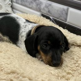 Spot - Piebald male Dachshund puppy in Rio Linda, California from Destiny's Mini Doxies