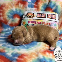 Goldendoodle Puppies from Suwanee Goldendoodles