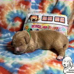 Goldendoodle Puppies from Suwanee Goldendoodles