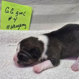 Girly girl 4 - Mahogany tan and white female Basenji puppy in Caldwell, Texas from Candyce Witte