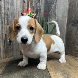 Pluto - Piebald male Dachshund puppy in Redding, California from CountrySide Wieners