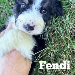 Fendi with training - Tri-color male Bernedoodle puppy in Boonville, North Carolina from Doods & Dolls