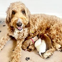 Girl 2 - female Goldendoodle puppy in S AI Nt John, Indiana from Lulu's Goldendoodles