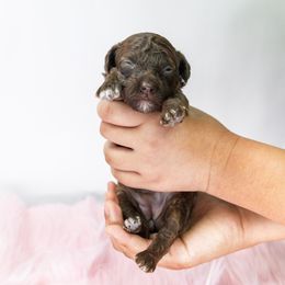 Girl 2 - female Poodle puppy in Weston, Florida from Miami Toy Poodles